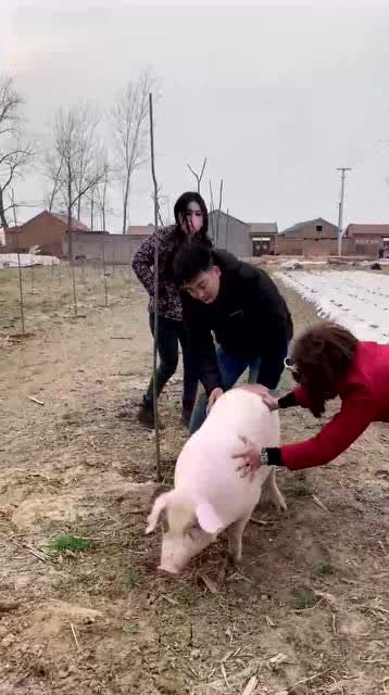 人和猪哪个更大