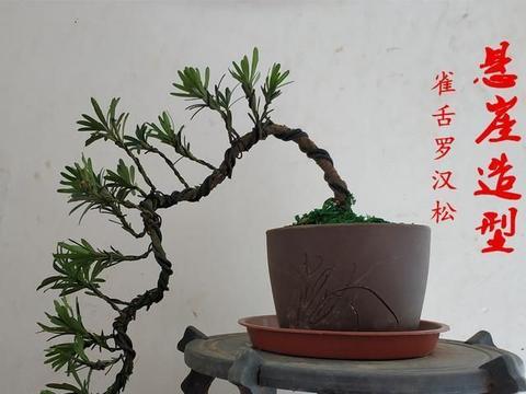树桩是什么意思