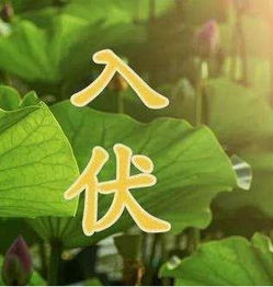 初伏的诗词，初伏吃啥