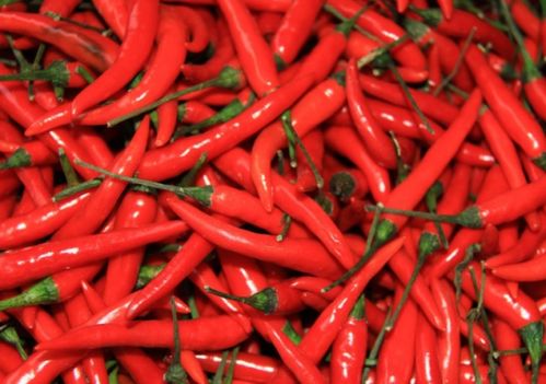辣椒英语chili，辣椒英语怎么读chilli