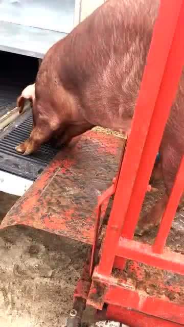 人和猪能产生后代吗，人和猪能生孩子嘛