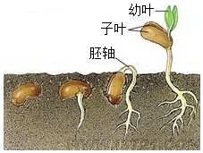 胚轴是什么