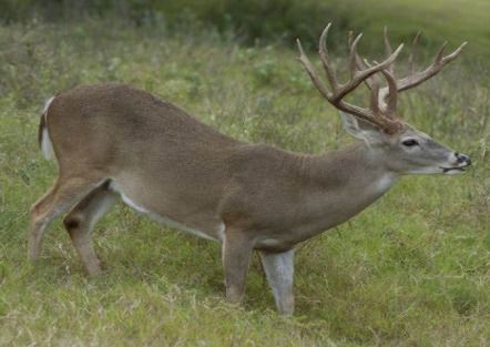 deer的复数形式deers，goose的复数形式
