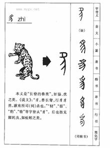 貌的拼音怎么读，貘的拼音