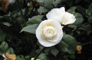 白色山茶花花语