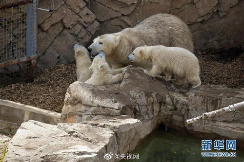 三只小熊中文歌词