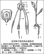 胚轴的作用，胚轴形成什么