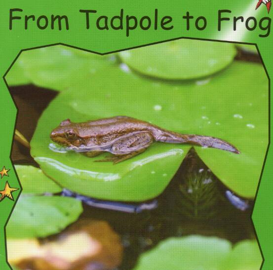 tadpole怎么读音，tadpole中文