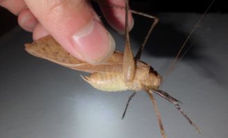 纺织娘资料及图片，纺织娘长啥样?