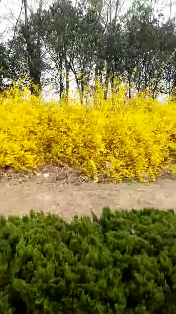 春天的竹笋歇后语下一句是什么，春天的景色