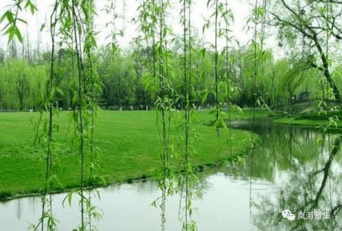 杨柳依依是什么诗