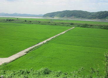 田里雨后长青草打一字是什么字，雨后田里叫的是什么