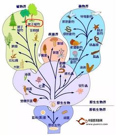 界门纲目科属种英文怎么记，界门纲目科属种英文怎么来的