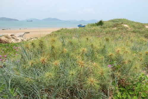 艻技糖高吗，艻荔枝为阴为阳