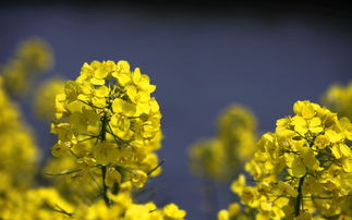 我家的油菜花写作文400字