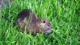 rodentia，rodentibacter pneumotropicus