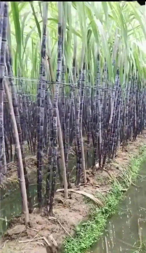 甘蔗的正确读音是什么?