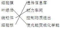 细胞壁的作用
