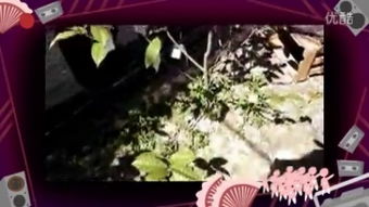 所谓的“无招胜有招”到底是指什么?