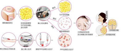 脂肪的读音是什么