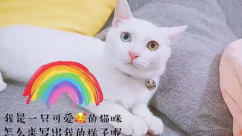 小动物的文章300字以上，小动物的文章400多字