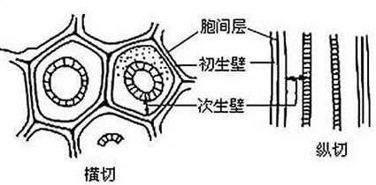 细胞膜的作用是保护和控制什么，细胞核的作用