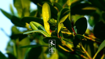 紫油木叶图片，紫油木木材