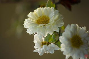 三朵白菊花代表什么意思，白菊花的花语
