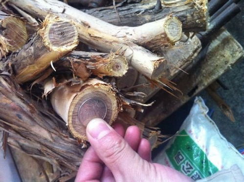 金刚木鞭杆结实吗