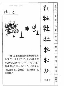 牡的拼音怎么写，牡丹的拼音
