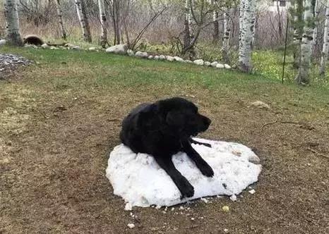 求天一马甲合集