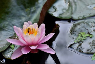 清水出芙蓉的芙蓉是什么花，清水出芙蓉比喻什么
