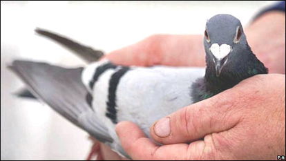 鸽子英译，鸽子英文怎么说pigeon