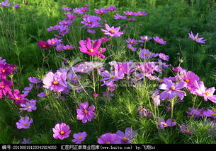 车菊草代表什么意思，车菊草是什么植物