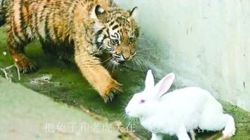 兔和虎合吗，兔和虎做生意合不合财