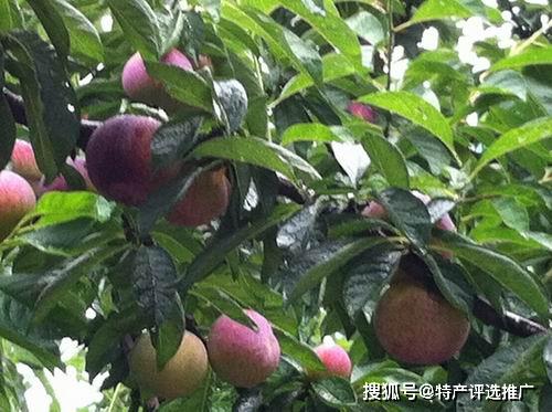 槜李栽培管理中如何实现今年种植明年盛产?