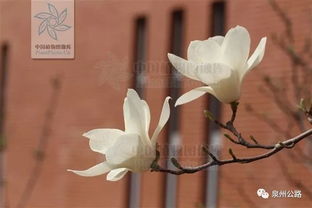 白花什么意思
