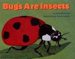 bugs怎么读
