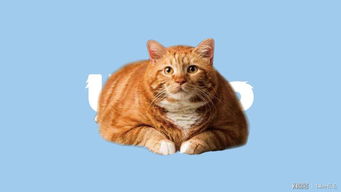 关于猫的成语有哪些?，关于猫的成语大全四个字