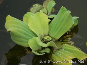 这是什么植物?