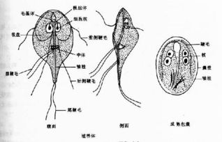 蓝氏贾第鞭毛虫的感染阶段是，蓝氏贾第鞭毛虫生活史
