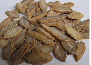 郁金银屑片，郁金香花语和寓意