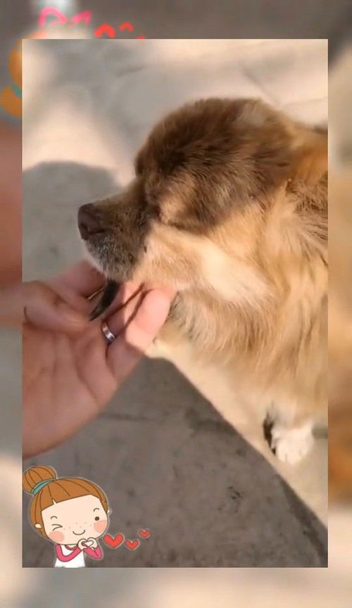 狗嘴吐不出象牙的意思下一句话是什么，狗嘴吐不出象牙幽默回复