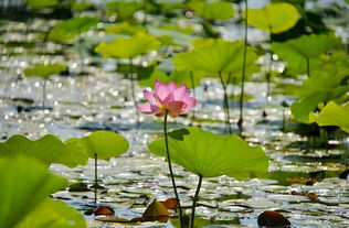 “清水出芙蓉,天然去雕饰”出自李白的哪首诗?