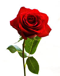 rose怎么读?