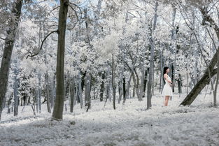 五月雪的花语