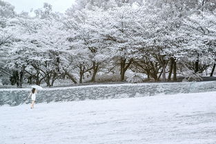 五月雪是什么花，五月雪抽签