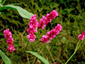蓼花糖，蓼花的意思