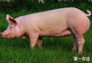 母猪肉能不能吃?为什么?