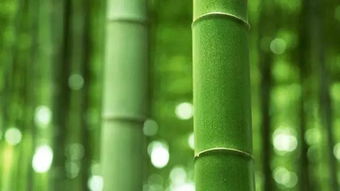 bamboo复数英语，bamboo复数形式是什么意思